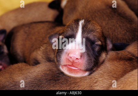 Hund Geburt: Hälfte züchten Welpen zwei Tage schlafen auf einander Stockfoto