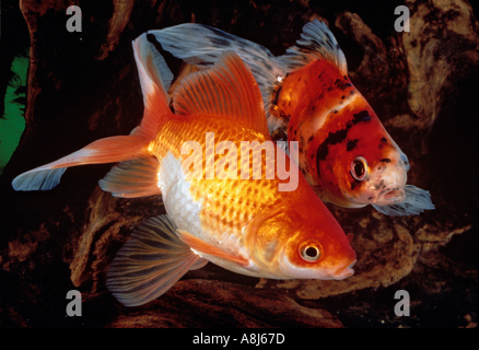 Goldfisch (Carassius Auratus). Zwei Veiltails in einem aquarium Stockfoto