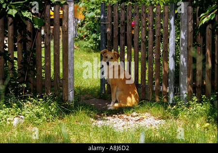 Mischlingshund sitzt vor einem Gartentor Stockfoto