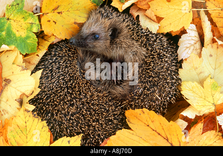 Igel kommen aufgerollt im Herbstlaub Stockfoto