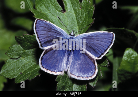 Mazarine blue auf Blatt / Polyommatus Semiargus Stockfoto