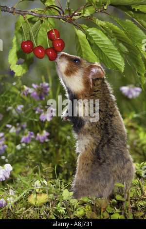 Europäischer Hamster schniefte an Kirschen / Cricetus Cricetus Stockfoto