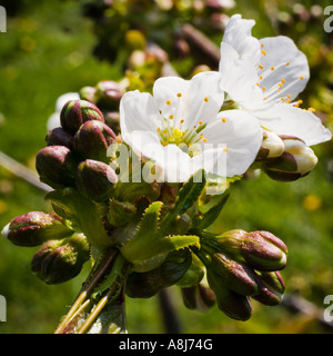 Birnbaum Knospen und blühen Frühling UK Stockfoto