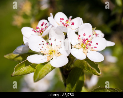 Vogelkirsche Prunus Avium Blüte Frühling UK Stockfoto