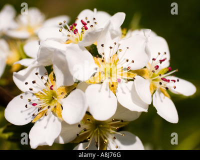 Wilde Kirsche Baum Blüte, Prunus Avium, im Frühjahr Königreich Stockfoto