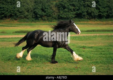 Shire Horse - Galopp Stockfoto