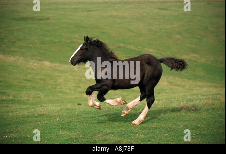 Shire Horse - Fohlen - Galopp Stockfoto