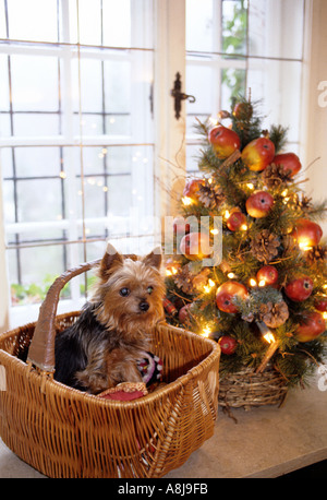 Haustier Hund in seinem Korb von der Familie Weihnachtsbaum Stockfoto