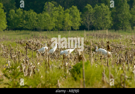 Schreikranich im alten Kornfeld Stockfoto