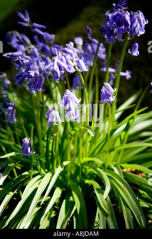 Büschel von Glockenblumen am Fuße eines Baumes Stockfoto