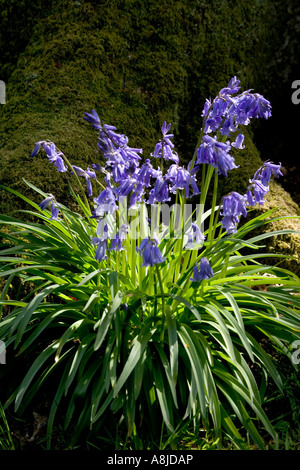 Büschel von Glockenblumen am Fuße eines Baumes Stockfoto