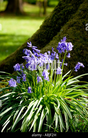 Büschel von Glockenblumen auf der Basis eines Baumstammes in Bowood House Rhododendron Wäldern und Spaziergänge, Wiltshire, England Stockfoto