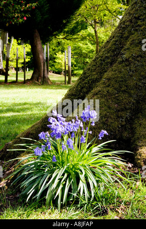 Büschel von Glockenblumen auf der Basis eines Baumstammes in Bowood House Rhododendron Wäldern und Spaziergänge, Wiltshire, England Stockfoto