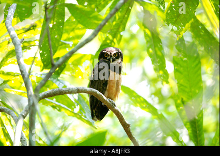 Spectacled Owl, Pulsatrix perspicillata, im Regenwald von Soberania Nationalpark, Republik Panama. Stockfoto