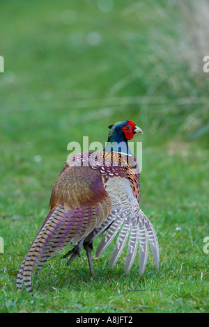 Fasan Phasianus Colchicus stehen auf dem Rasen mit Flügel, Potton bedfordshire Stockfoto