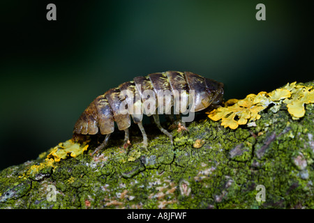 Gemeinsamen Pille Assel Armadillidium Vulgare auf Flechten bedeckt Zweig Potton bedfordshire Stockfoto
