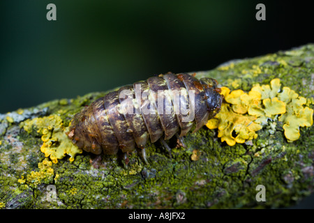 Gemeinsamen Pille Assel Armadillidium Vulgare auf Flechten bedeckt Zweig Potton bedfordshire Stockfoto