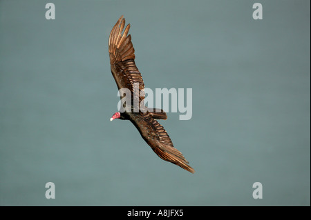 Ein Türkei Geier fliegen über den Regen Wald Soberania Nationalpark, Republik von Panama. Stockfoto