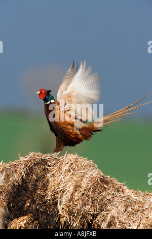 Fasan Phasianus Colchicus stehen auf Stroh flatternden Flügeln und mit der Aufforderung Ashwell hertfordshire Stockfoto