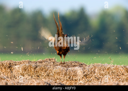 Fasan Phasianus Colchicus stehen auf Stroh flatternden Flügeln und mit der Aufforderung Ashwell hertfordshire Stockfoto