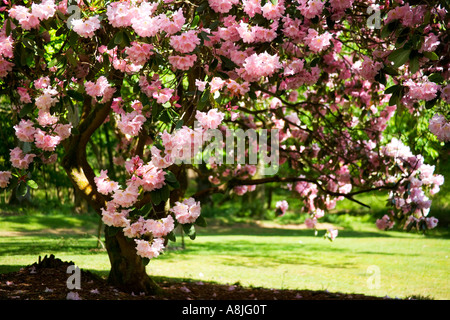 Rosa Rhododendron Bäume am Bowood House Rhododendron geht Wiltshire in voller Blüte Stockfoto