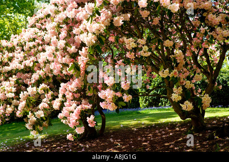 Rosa Rhododendron-Baum in Bowood House Rhododendron geht Wiltshire in voller Blüte Stockfoto