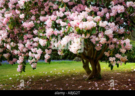 Rosa Rhododendron-Baum in Bowood House Rhododendron geht Wiltshire in voller Blüte Stockfoto