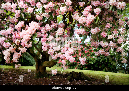 Rosa Rhododendron-Baum in Bowood House Rhododendron geht Wiltshire in voller Blüte Stockfoto