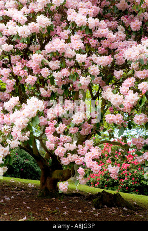 Rosa Rhododendron-Baum in Bowood House Rhododendron geht Wiltshire in voller Blüte Stockfoto