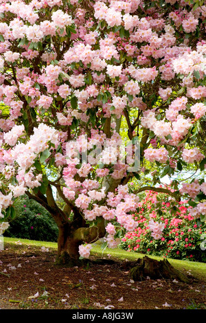 Rosa Rhododendron-Baum in Bowood House Rhododendron geht Wiltshire in voller Blüte Stockfoto