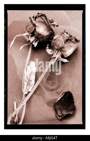 Fine Art Sepia Print von zwei verwelkte Rosenblüten vor dem Hintergrund einer frischen jungen Rose Stockfoto