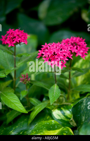 Pentas Lanceolata, ägyptischer Star Cluster Rubiaceae Herkunft: Afrika Stockfoto