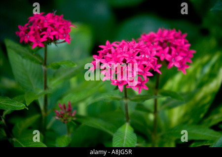 Pentas Lanceolata, ägyptischer Star Cluster Rubiaceae Herkunft: Afrika Stockfoto