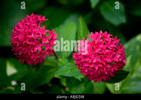 Pentas Lanceolata, ägyptischer Star Cluster Rubiaceae Herkunft: Afrika Stockfoto