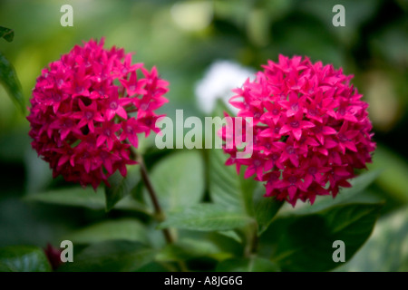 Pentas Lanceolata, ägyptischer Star Cluster Rubiaceae Herkunft: Afrika Stockfoto