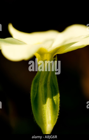 Primel Primula Vulgaris Frühling wilde Blume stammt aus Großbritannien und Europa Stockfoto