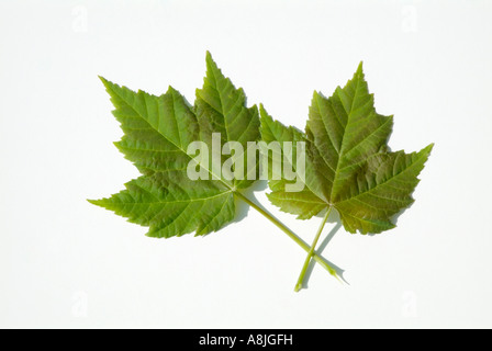 Rot-Ahorn Acer Rubrum Blätter mit einem weißen Hintergrund in den Frühlingsmonaten in New England-USA Stockfoto