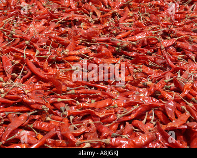 Capsicum Annuum - gemeinsame Chili. Trockene, rote Chilis sind in der Sonne zum Trocknen richtig verteilt. Stockfoto