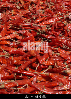 Capsicum Annuum - gemeinsame Chili. Trockene, rote Chilis sind in der Sonne zum Trocknen richtig verteilt. Stockfoto