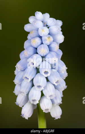 Trauben Hyazinthe Muscari Valerie Finnis Detail Blumen mit schönen entschärfen Hintergrund Potton bedfordshire Stockfoto