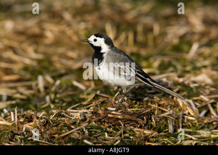 Bachstelze Motacilla Alba Alba stehend auf Dreck Haufen suchen alert Ashwell Hertfordshire Stockfoto