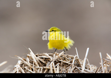 Schafstelze Motacilla Flava thront auf Stroh mit Federn zerzaust aussehen alert Ashwell hertfordshire Stockfoto