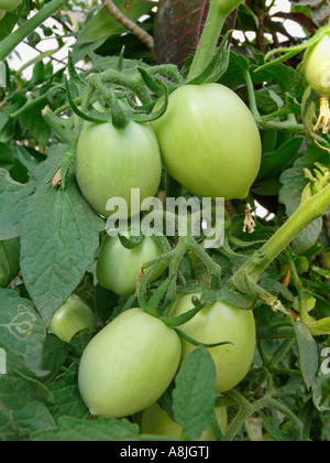 Tomaten. Lycopersicon Esculentum. Es ist eine Pflanze in der Familie der Solanaceae oder Nachtschatten. Maharashtra, Indien. Stockfoto
