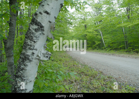 Birke auf Sawyer River Road in den Frühlingsmonaten in den White Mountains, New Hampshire, USA Stockfoto