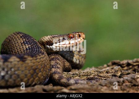 Kreuzotter Vipera Berus auf Login Suche bereit, Leicestershire mit schön aus Fokus Hintergrund schlagen Alarm Stockfoto