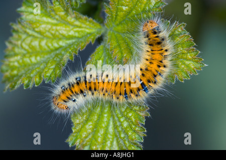 Grass Eggar Lasiocampa Trifolii Larven ernähren sich von Brombeere mit schönen Fokus Hintergrund Potton bedfordshire Stockfoto