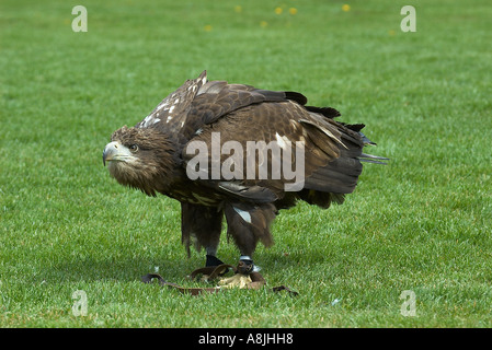 White tailed Eagle auch genannt Seeadler Stockfoto