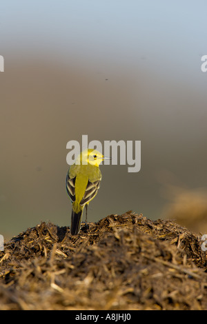 Schafstelze Motacilla Flava Rückansicht gehockt Dreck Haufen suchen Warnung mit schönen Fokus Hintergrund Ashwell herts Stockfoto