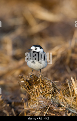 Trauerschnäpper Bachstelze Motacilla Alba gehockt Dreck Haufen suchen alert Ashwell hertfordshire Stockfoto