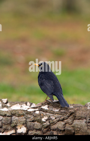 Amsel Turdus Merula gehockt Log Potton bedfordshire Stockfoto